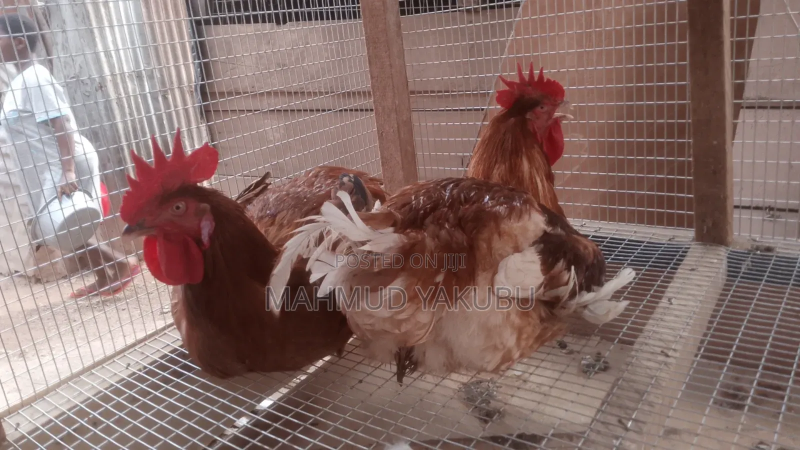 6 Weeks Imported Colour Broilers for Sale at Cool Prices