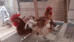 6 Weeks Imported Colour Broilers for Sale at Cool Prices
