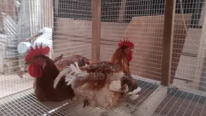 6 Weeks Imported Colour Broilers for Sale at Cool Prices