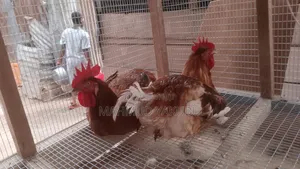 6 Weeks Imported Colour Broilers for Sale at Cool Prices