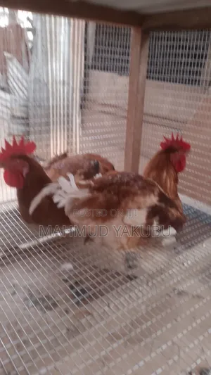 6 Weeks Imported Colour Broilers for Sale at Cool Prices