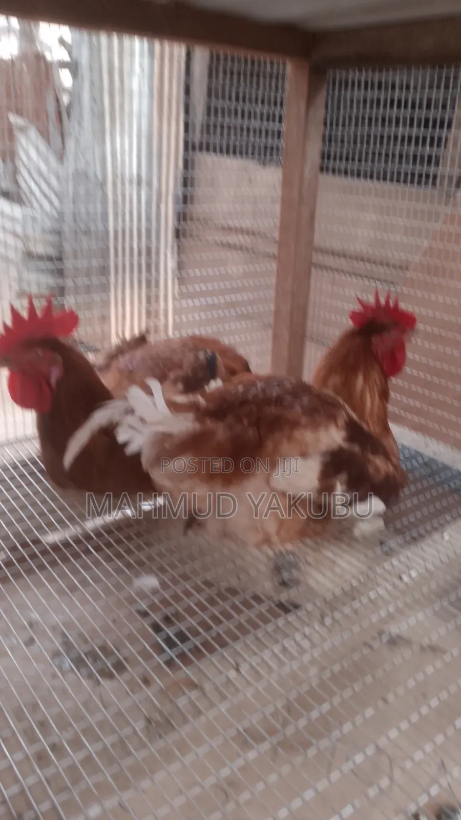 6 Weeks Imported Colour Broilers for Sale at Cool Prices