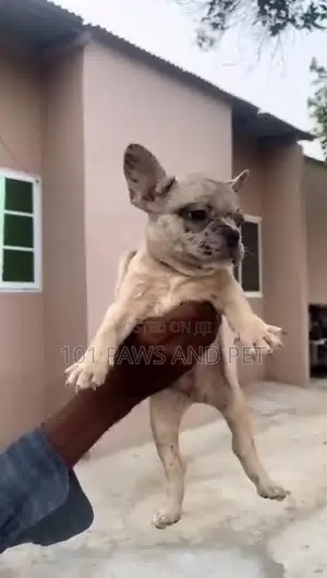 1-3 months Male Purebred French Bulldog