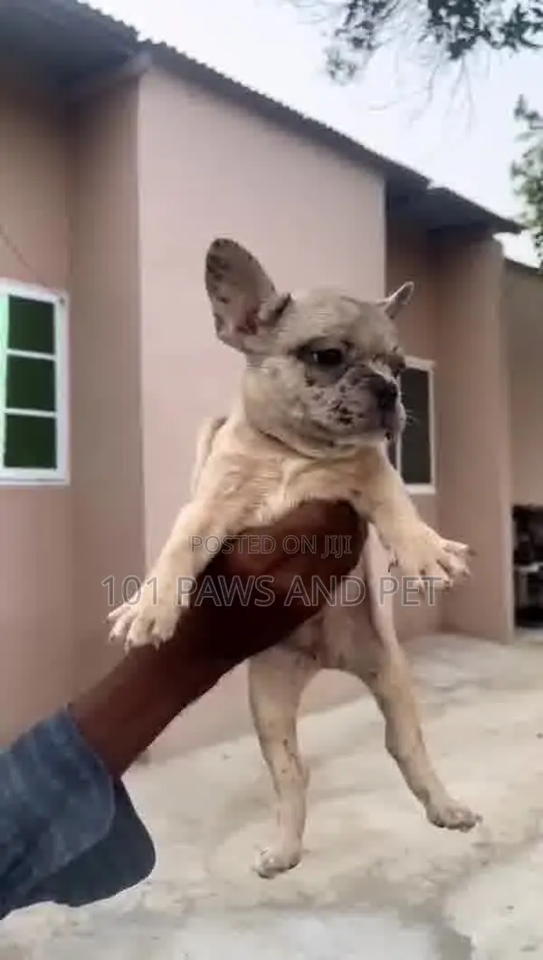 1-3 months Male Purebred French Bulldog