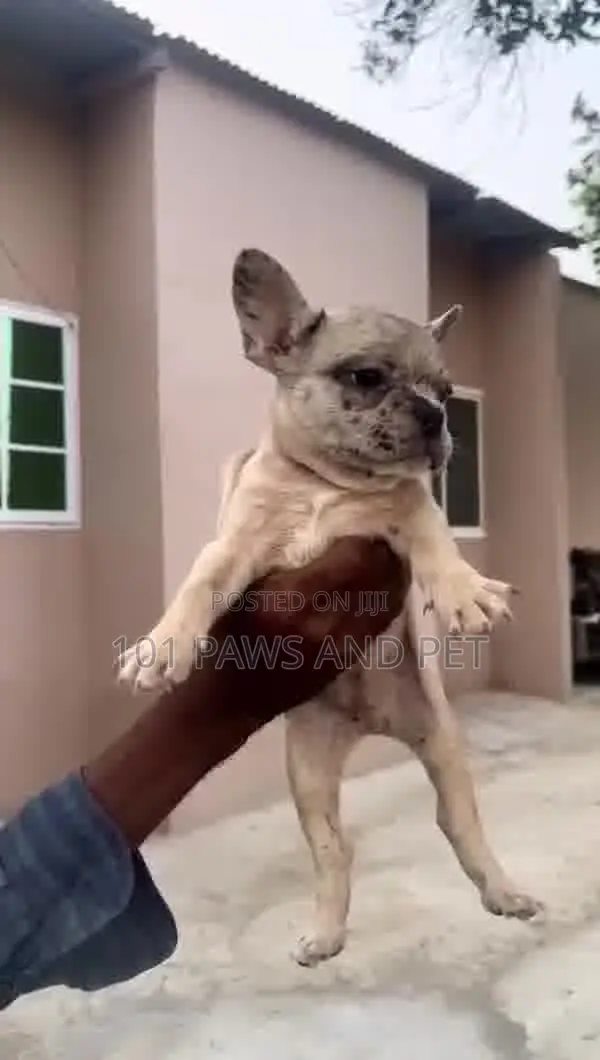1-3 months Male Purebred French Bulldog