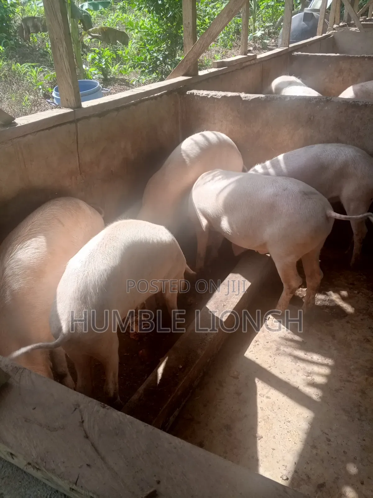 Enock's Pig Farm