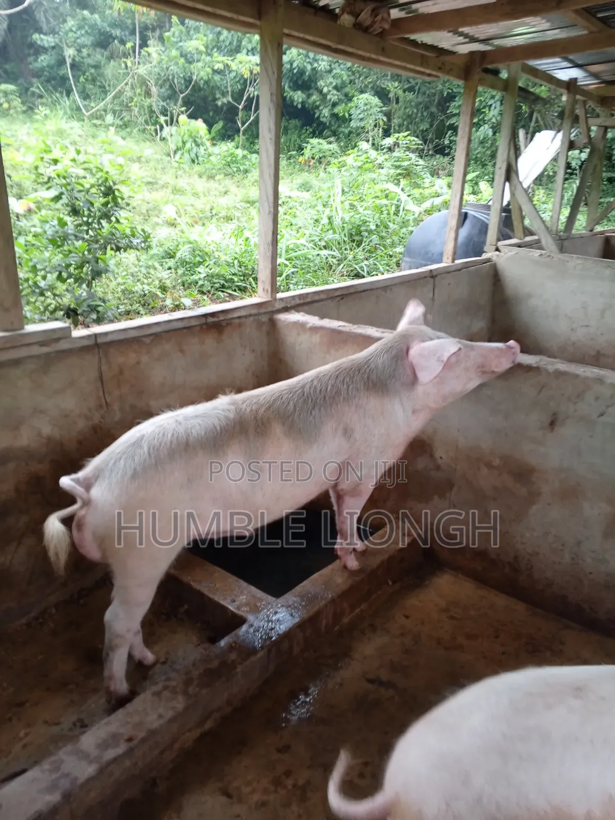Enock's Pig Farm