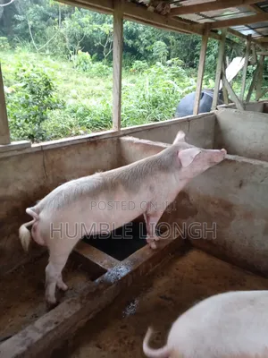 Enock's Pig Farm