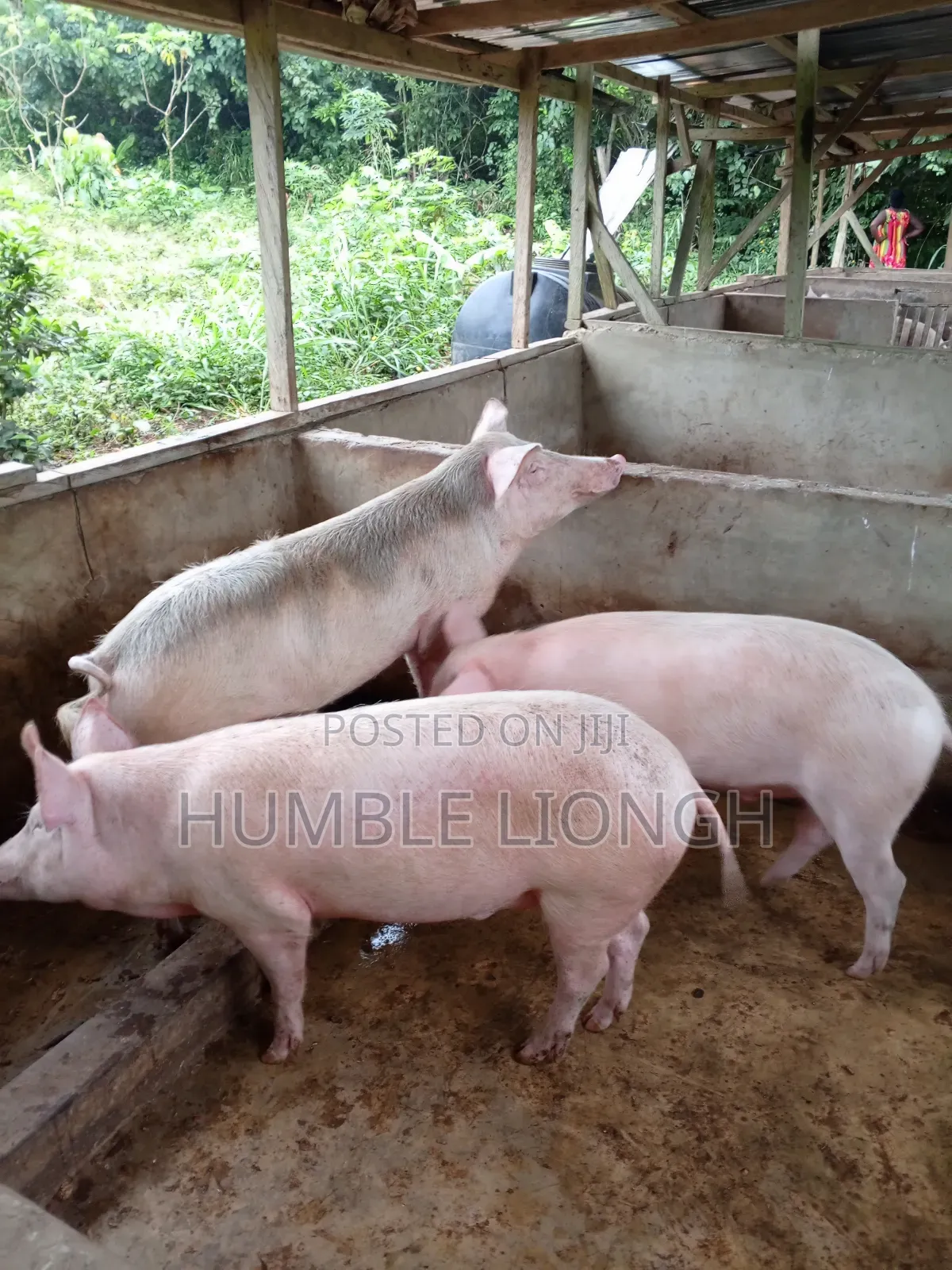 Enock's Pig Farm