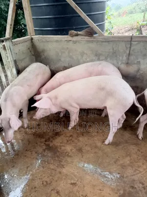 Enock's Pig Farm