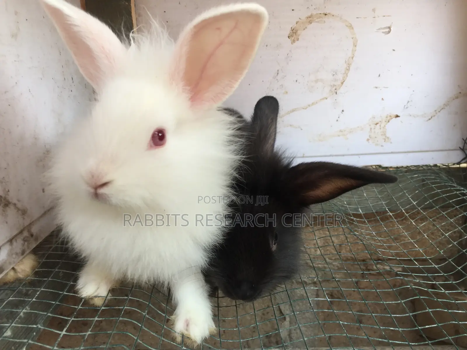 Healthy/Neat Bunnies for Pets.