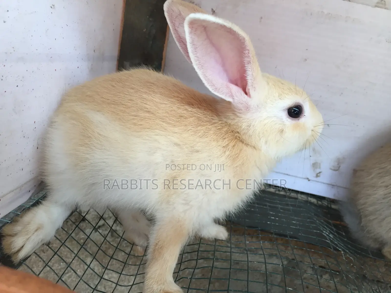Healthy/Neat Bunnies for Pets.