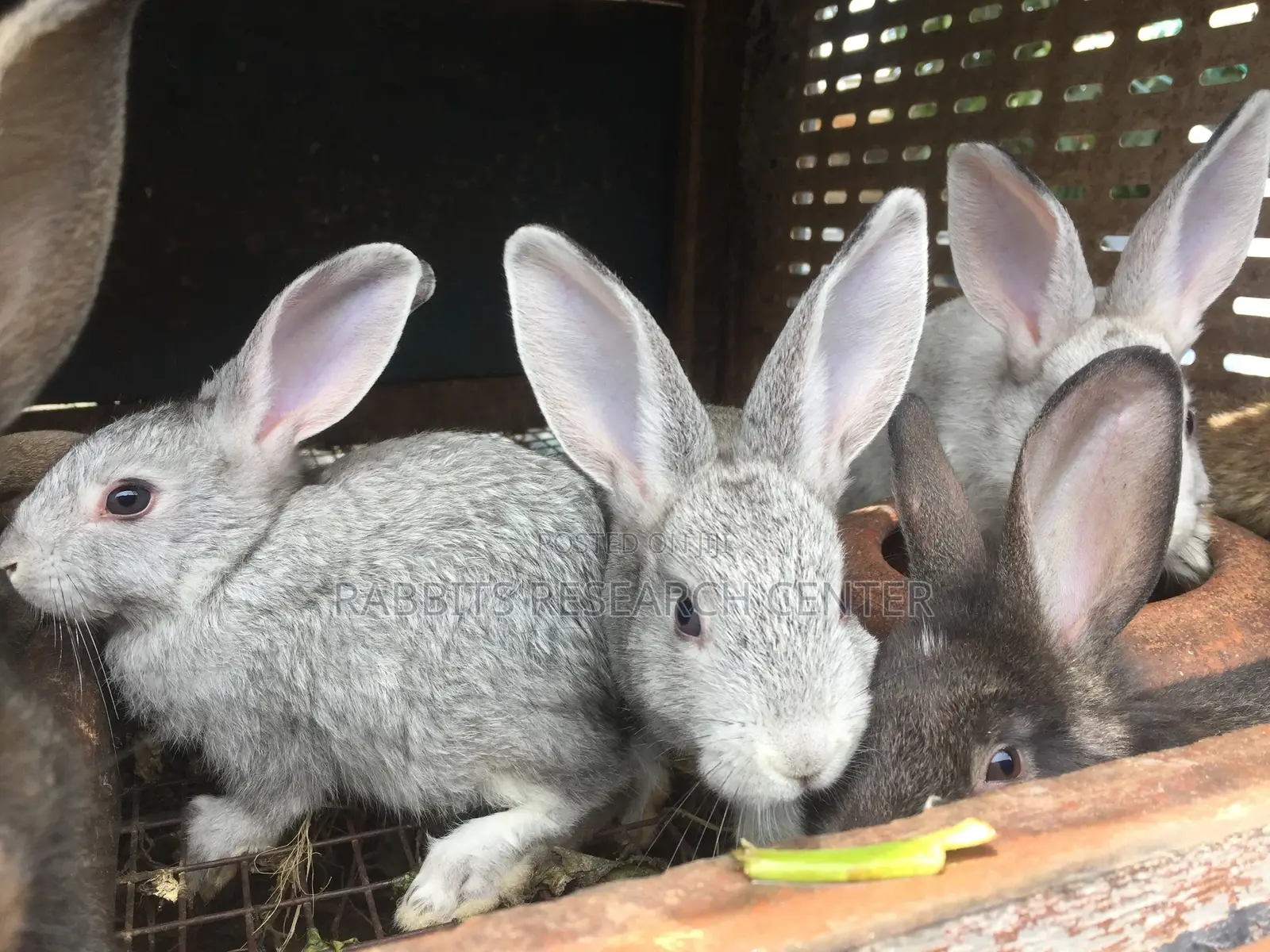 Healthy/Neat Bunnies for Pets.