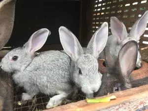 Healthy/Neat Bunnies for Pets.