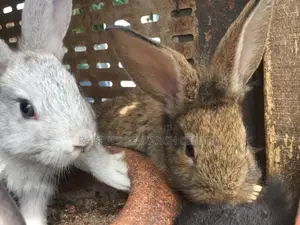 Healthy/Neat Bunnies for Pets.