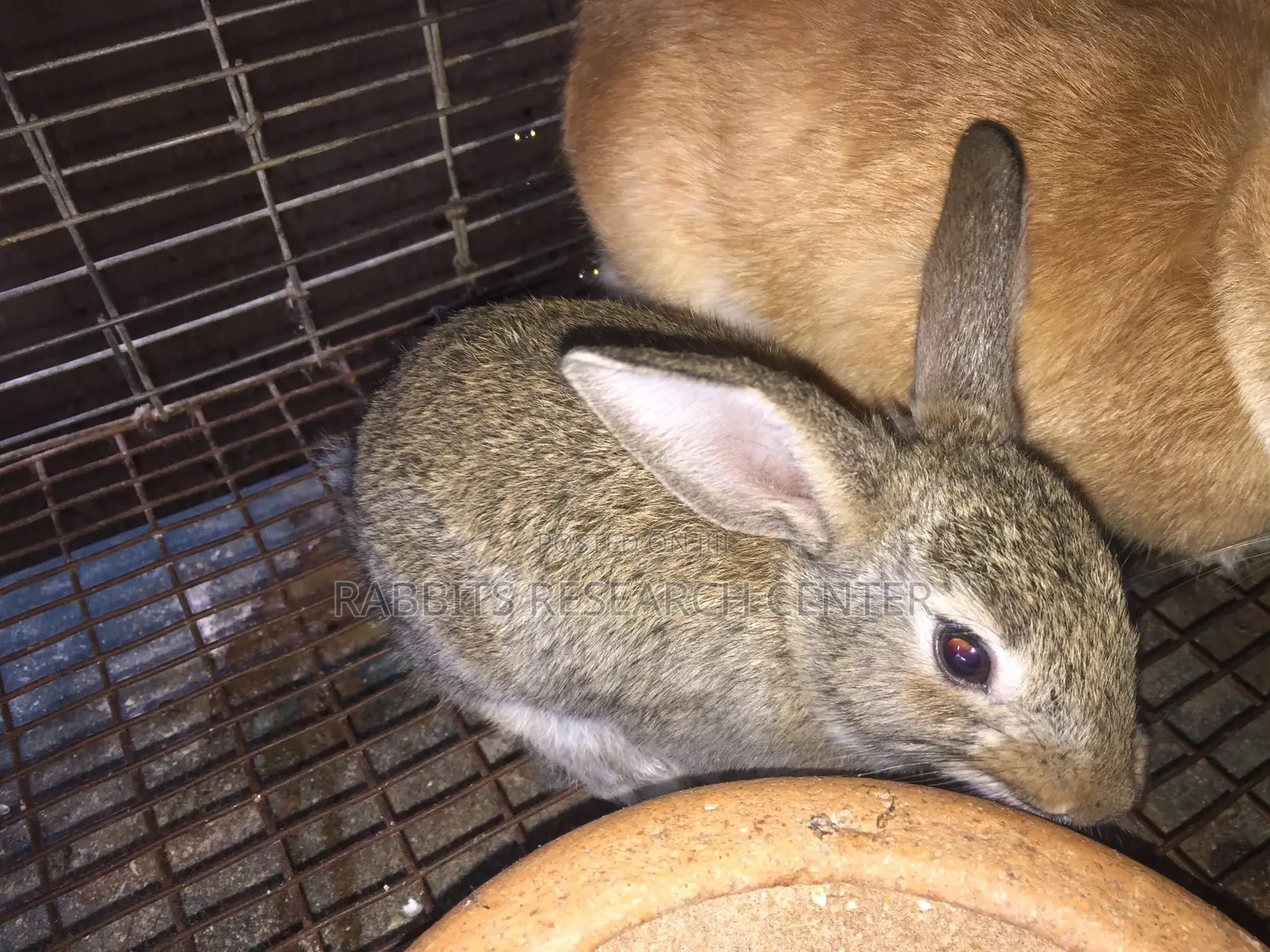 Healthy/Neat Bunnies for Pets.