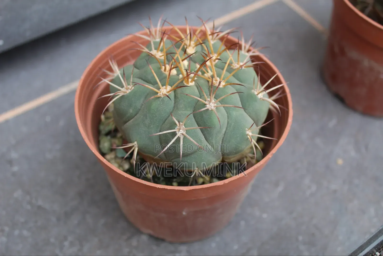 Cactus Plant