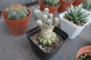 Cactus Plant