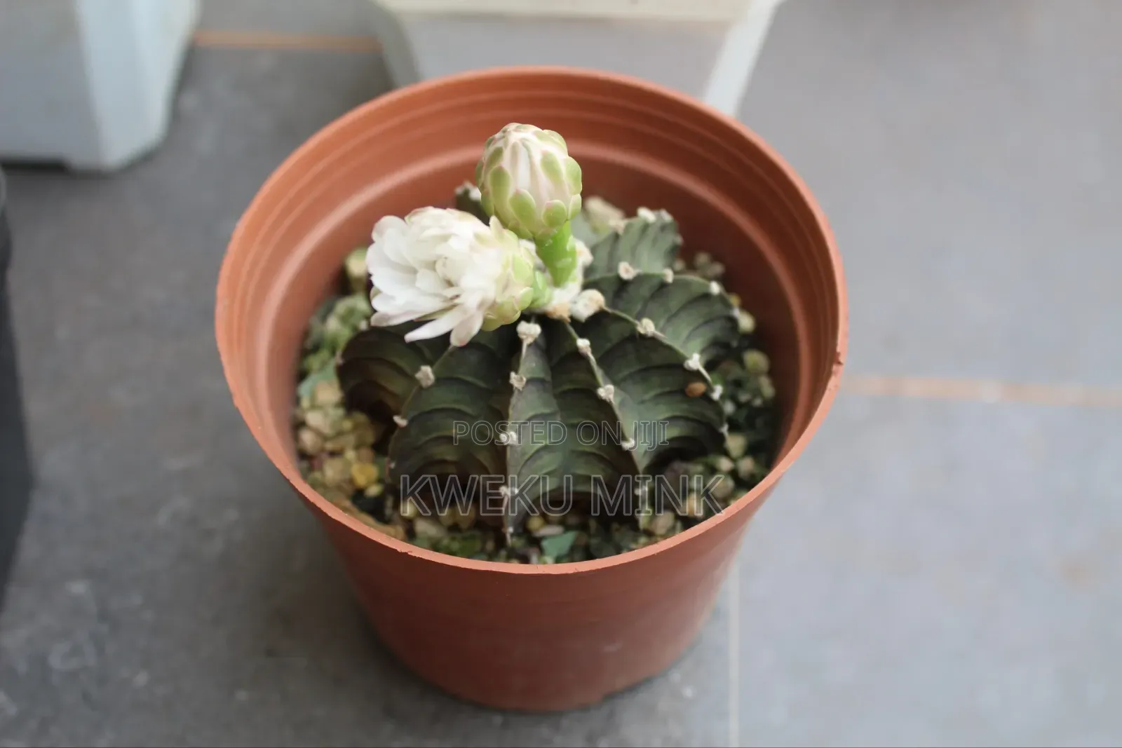 Cactus Plant