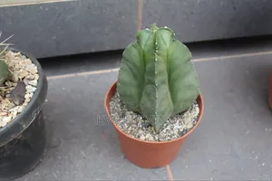 Cactus Plant