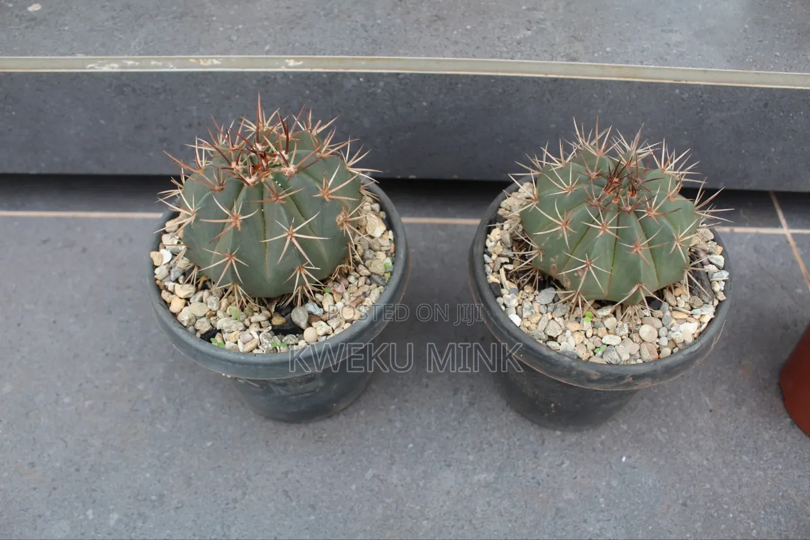 Cactus Plant