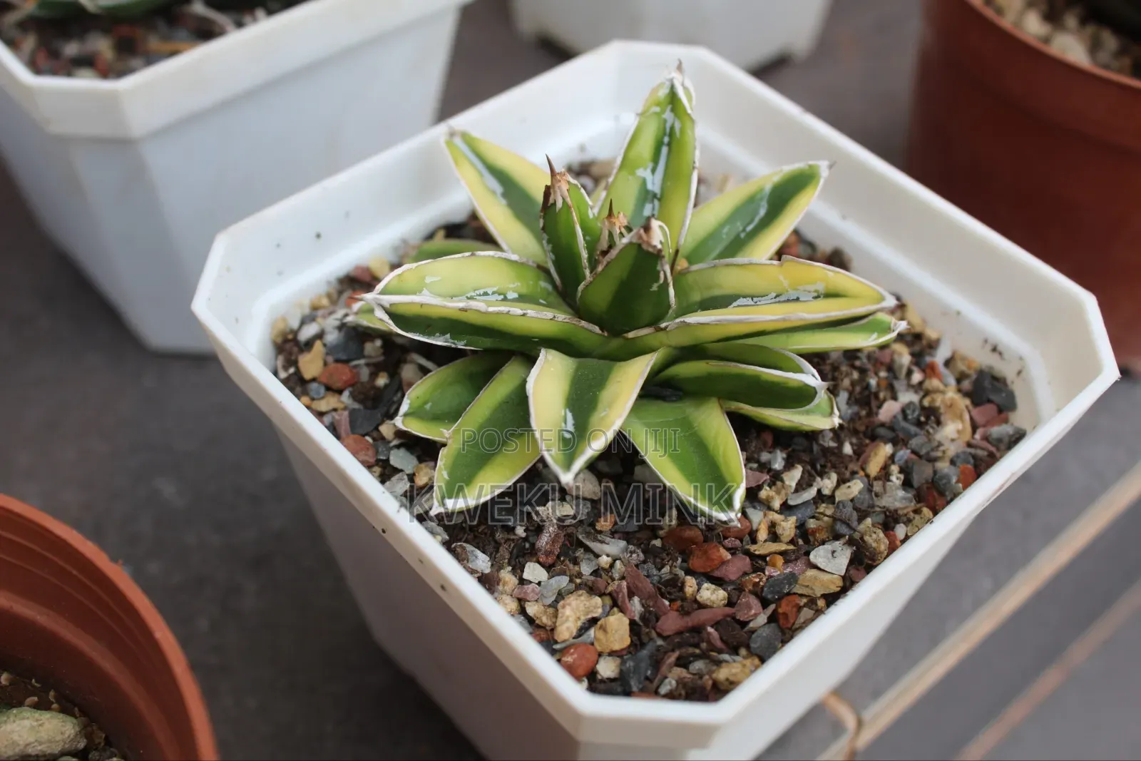 Cactus Plant