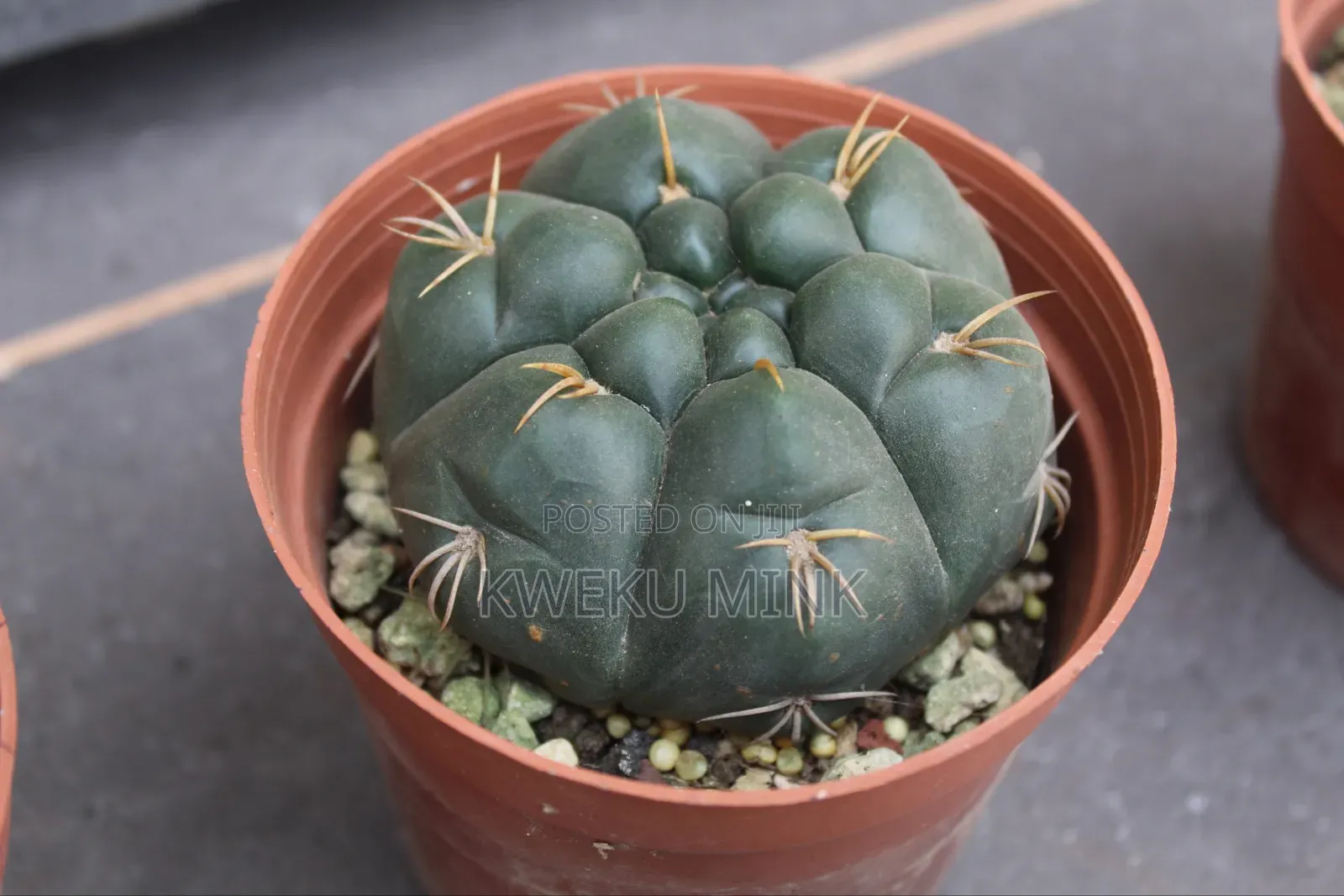 Cactus Plant