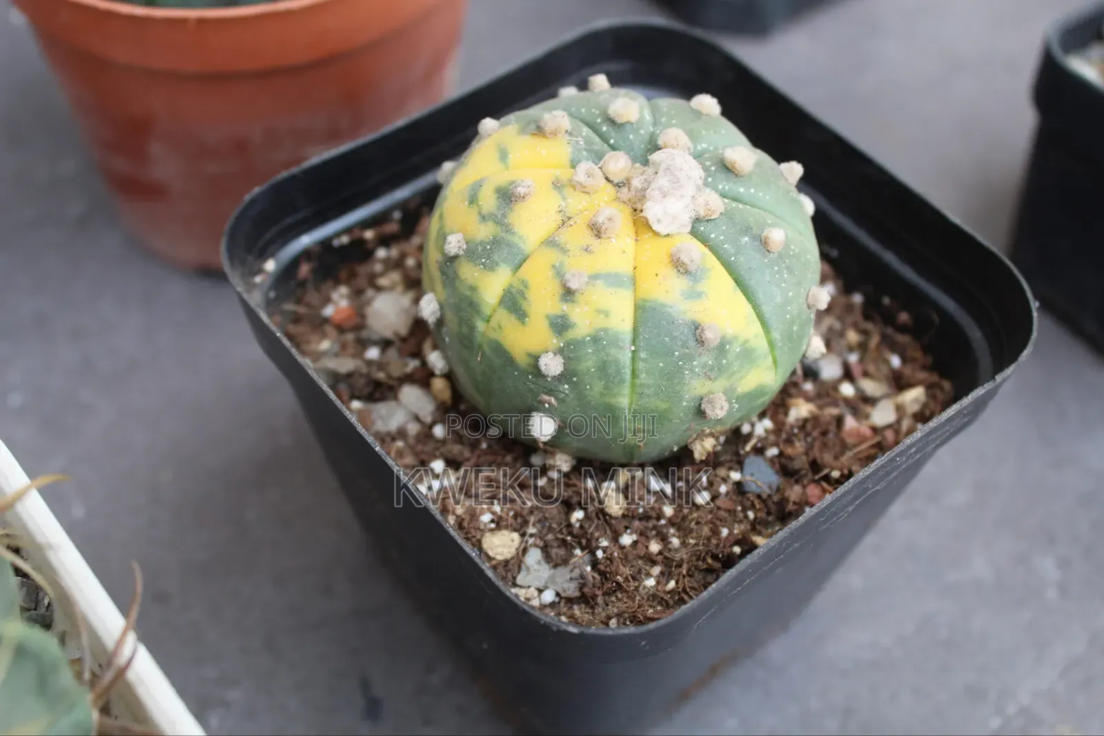 Cactus Plant