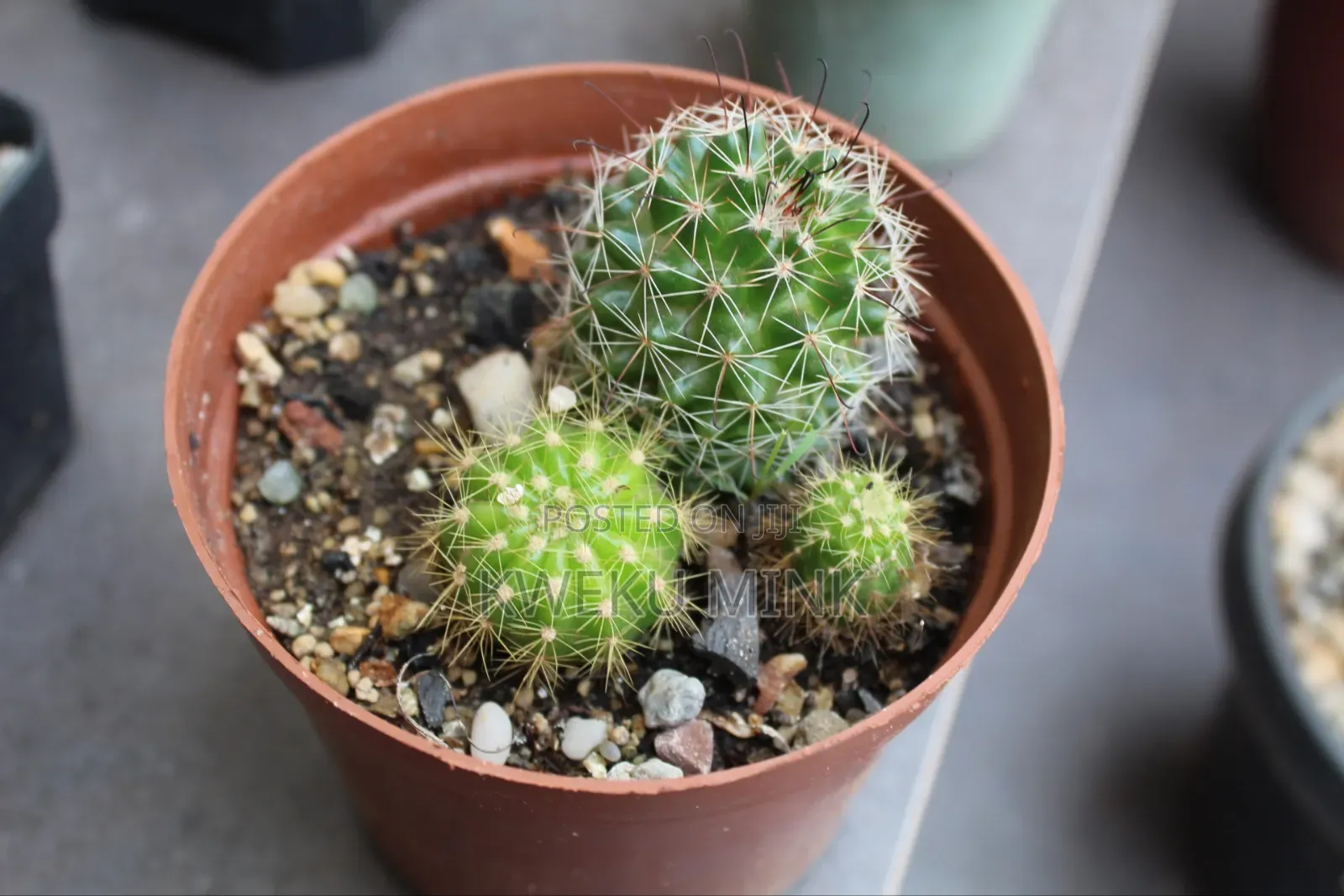 Cactus Plant
