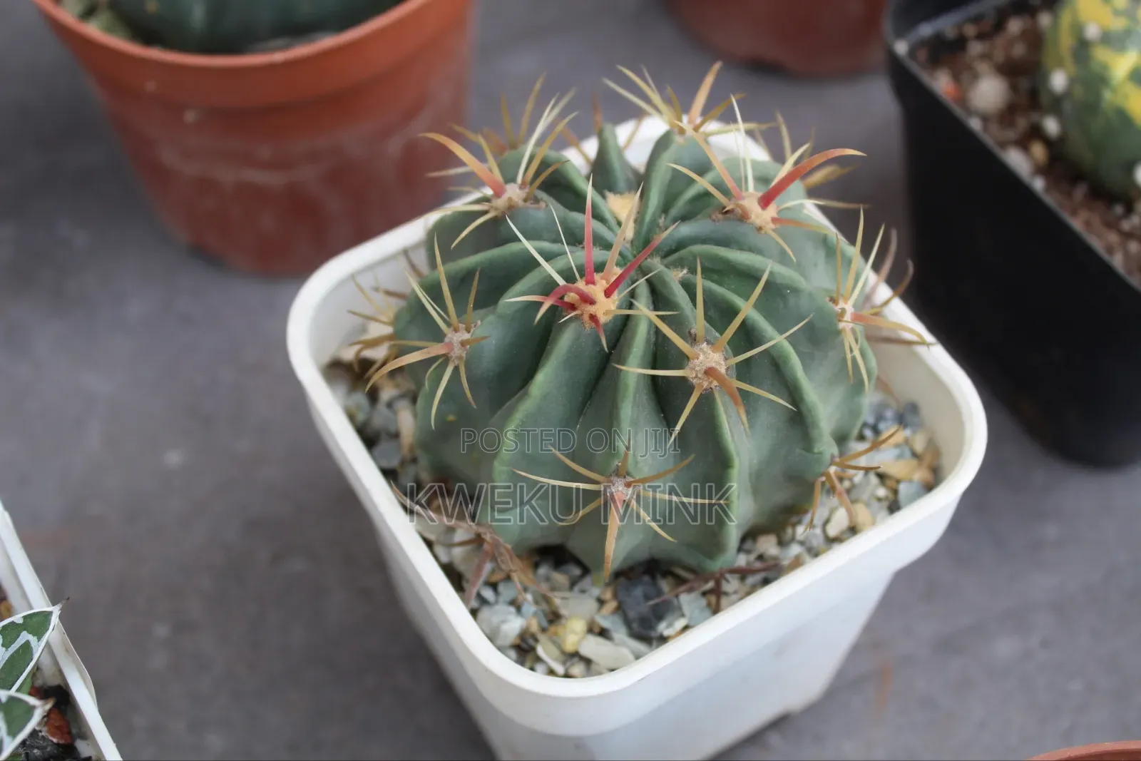 Cactus Plant