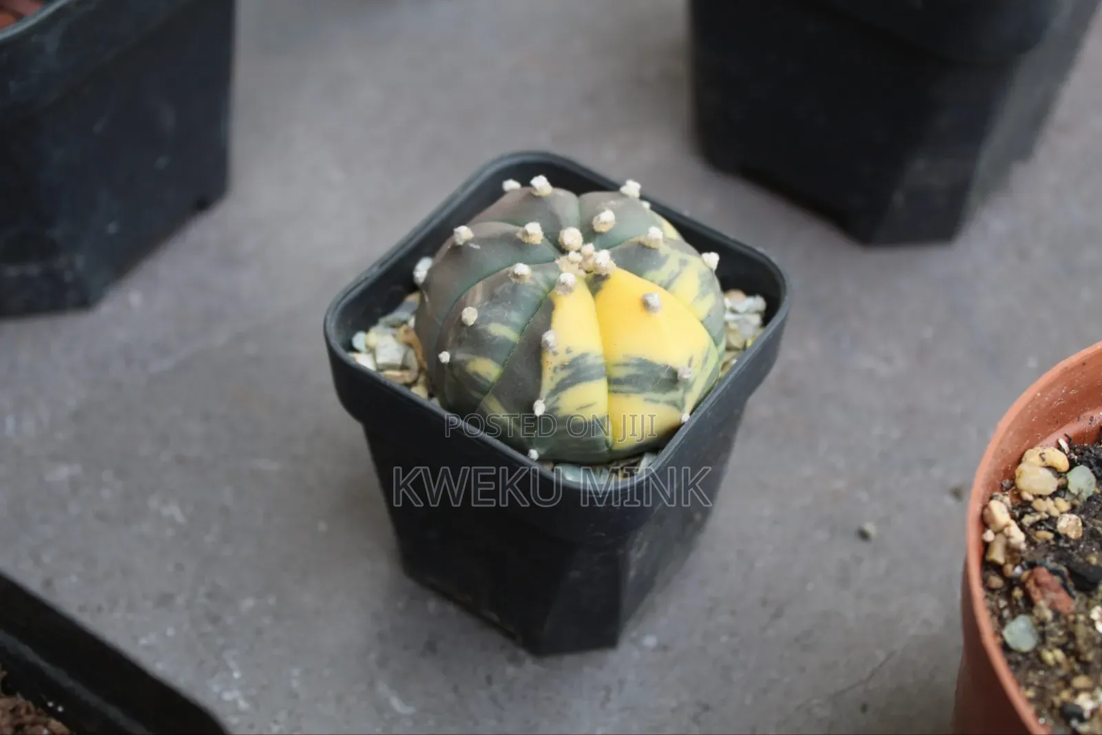 Cactus Plant