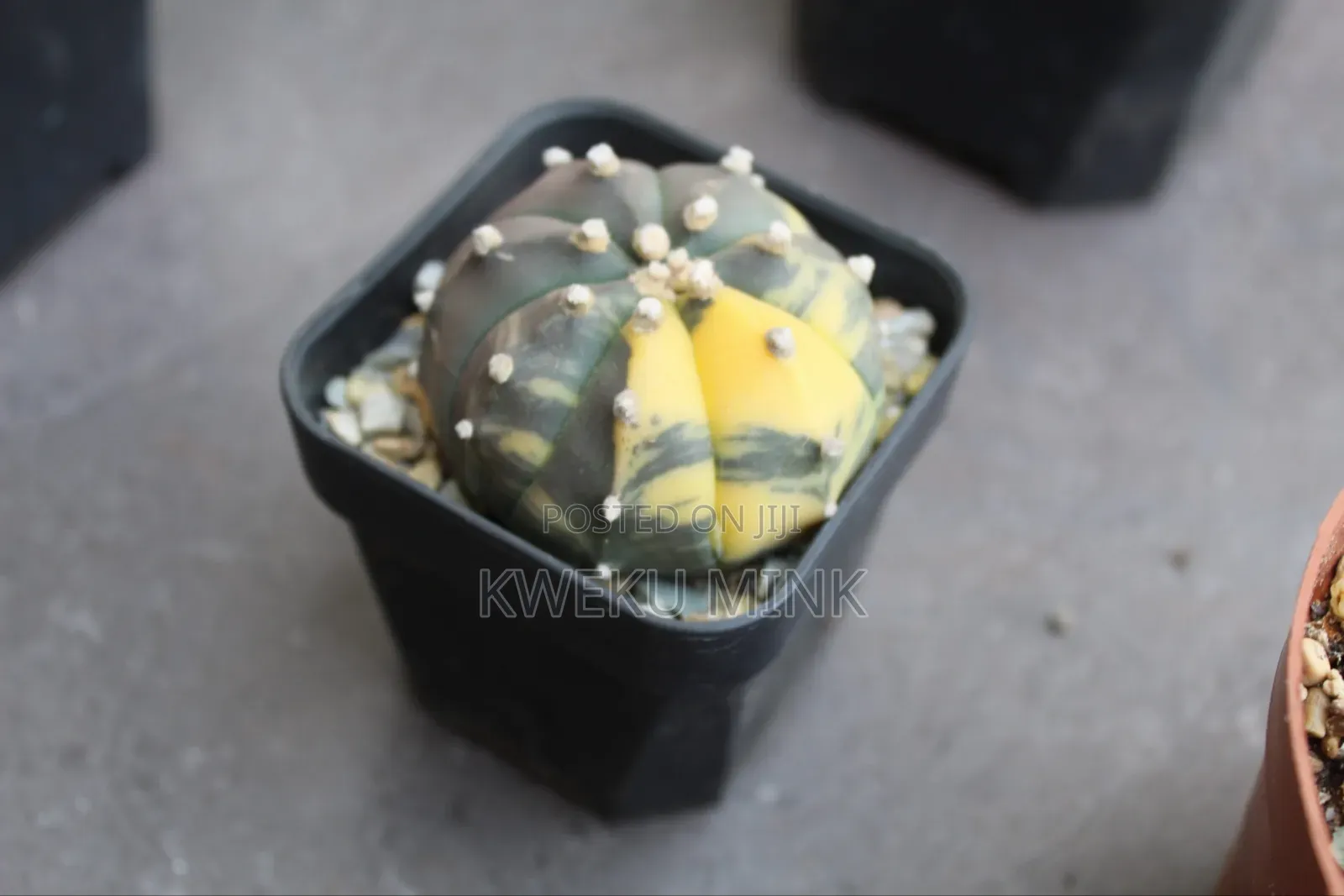 Cactus Plant