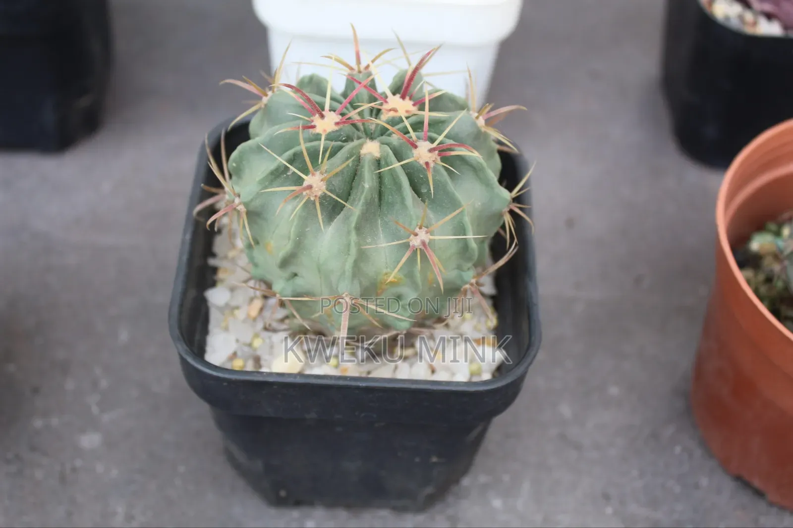 Cactus Plant