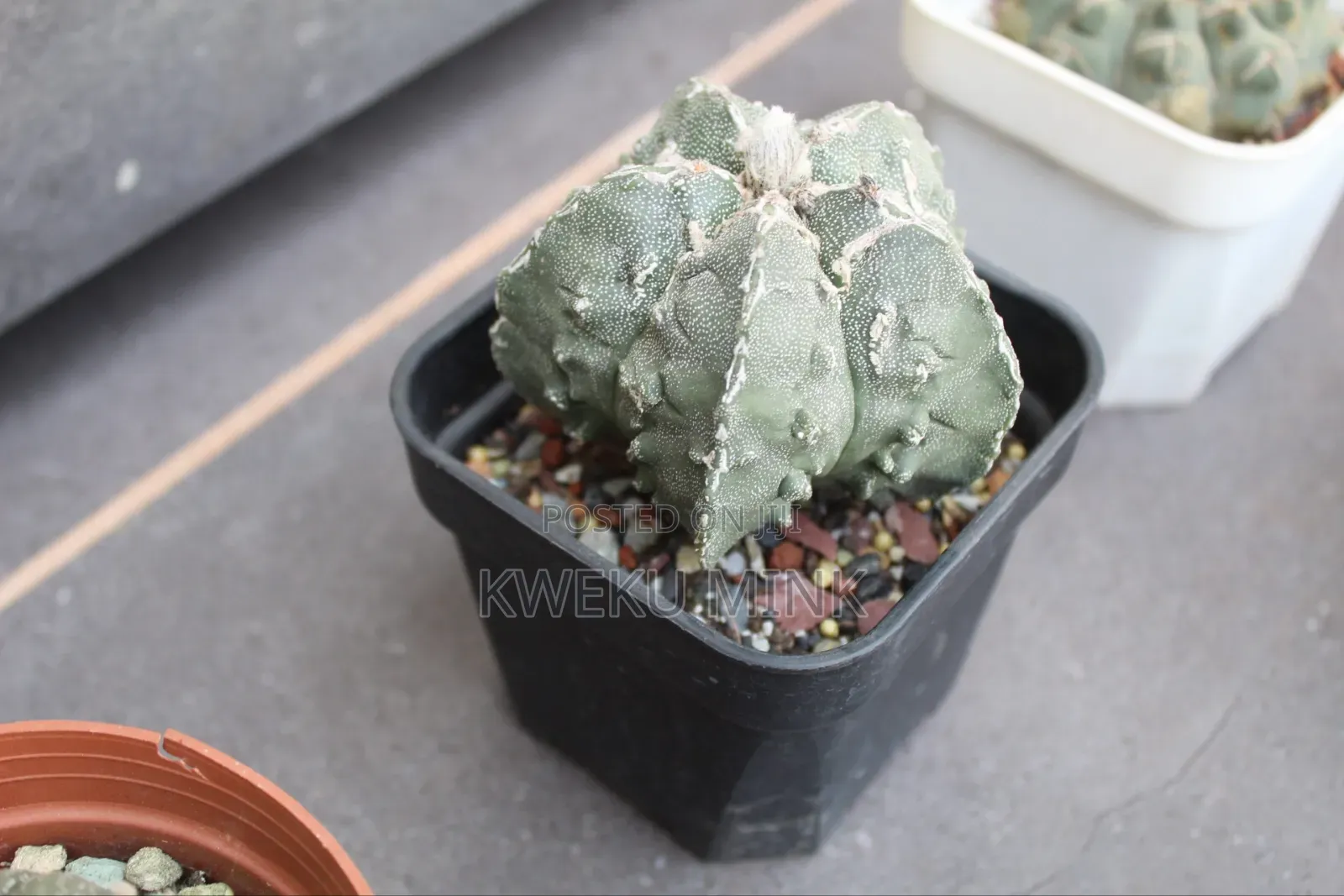 Cactus Plant