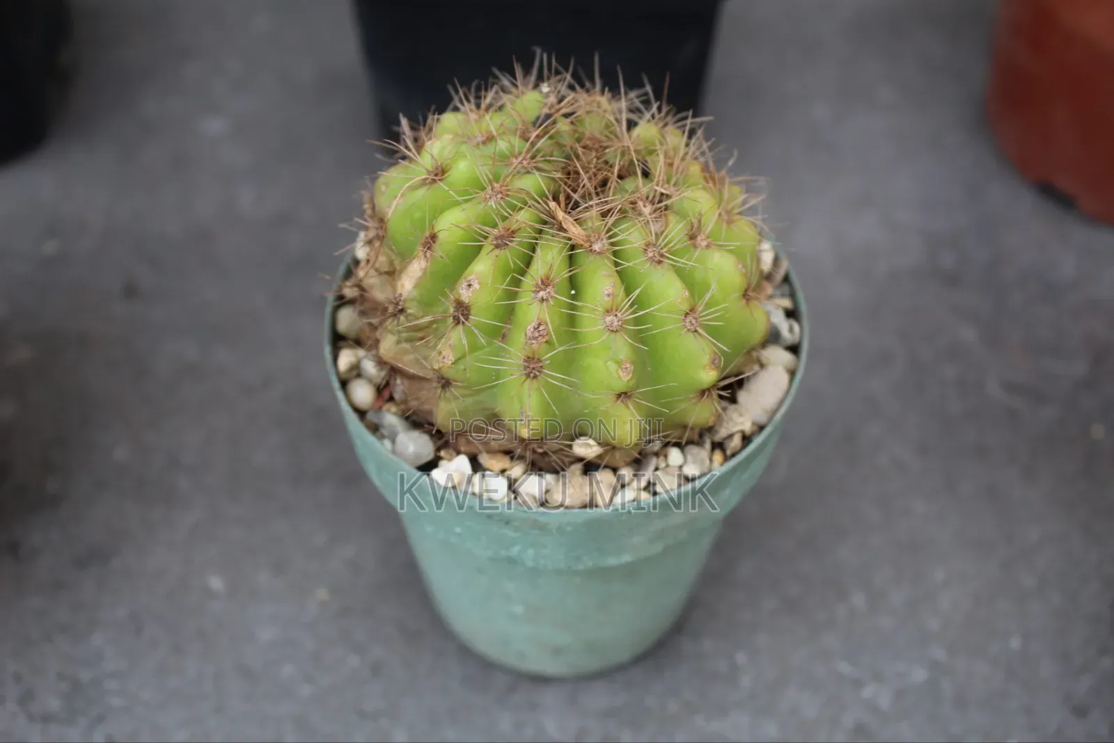 Cactus Plant