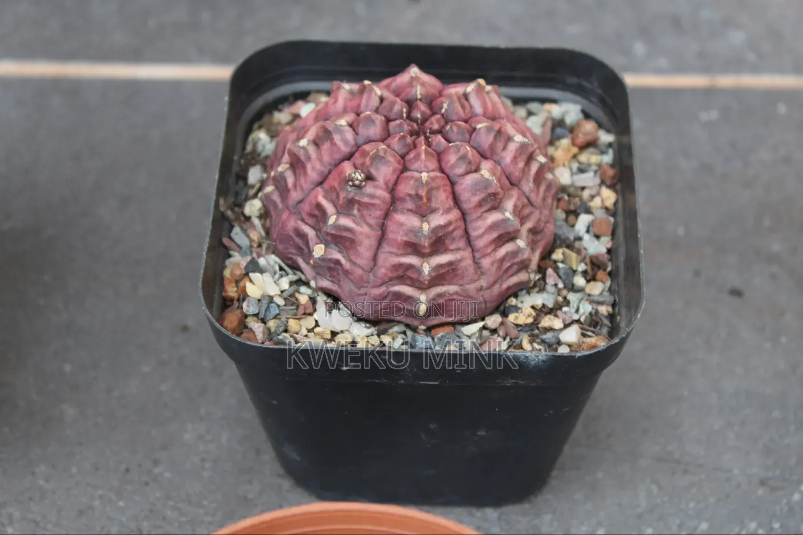 Cactus Plant