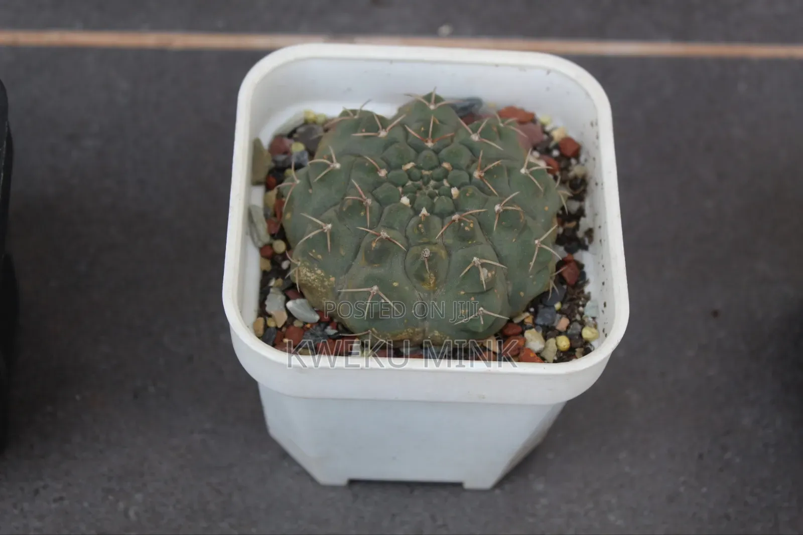 Cactus Plant