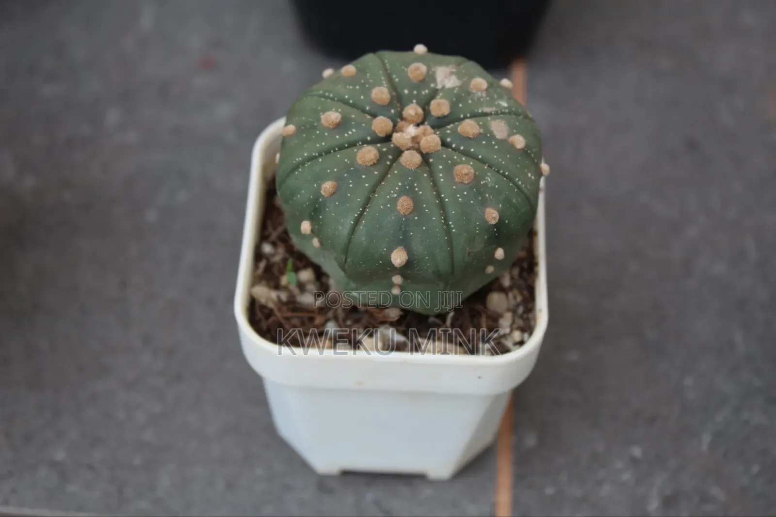 Cactus Plant