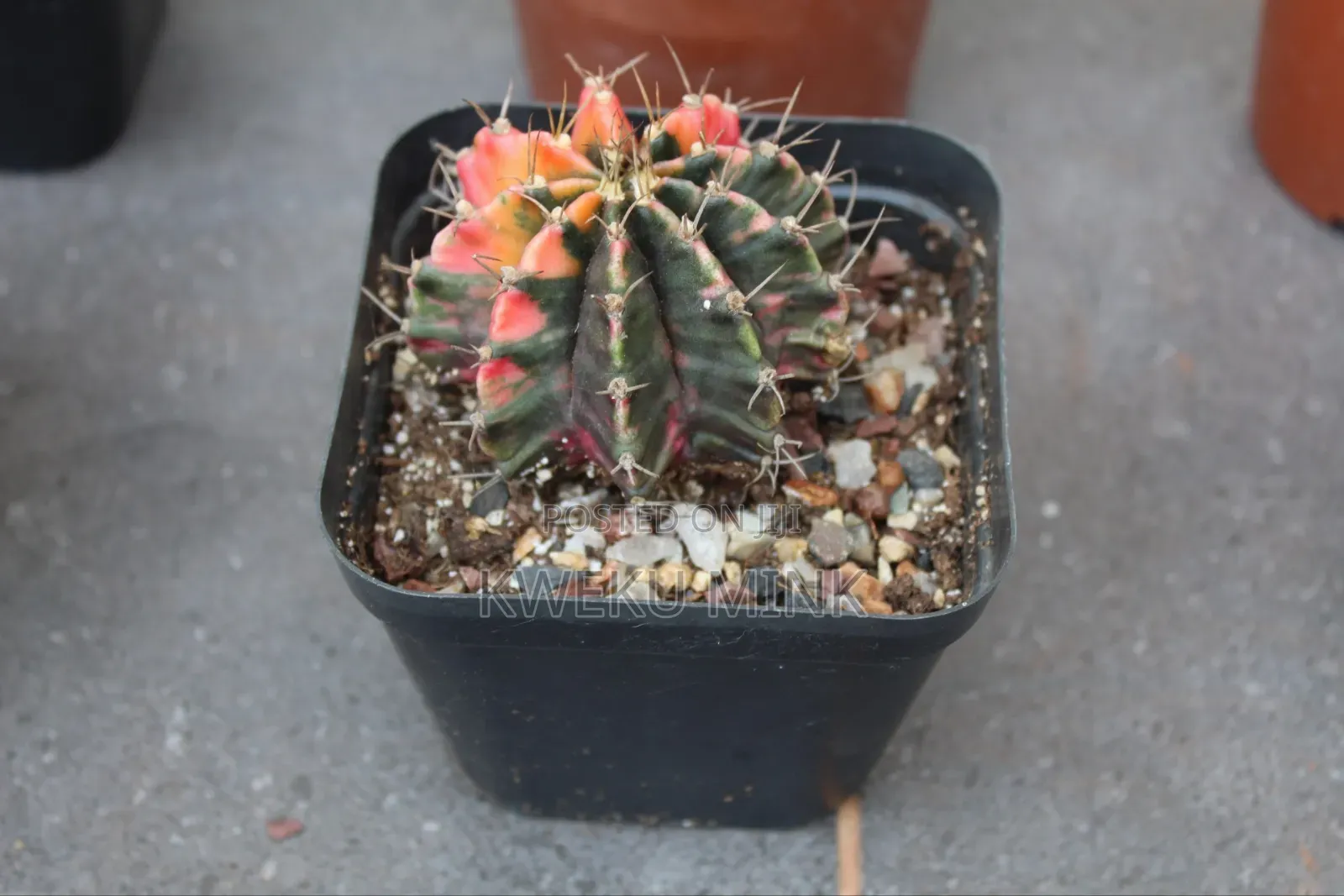 Cactus Plant