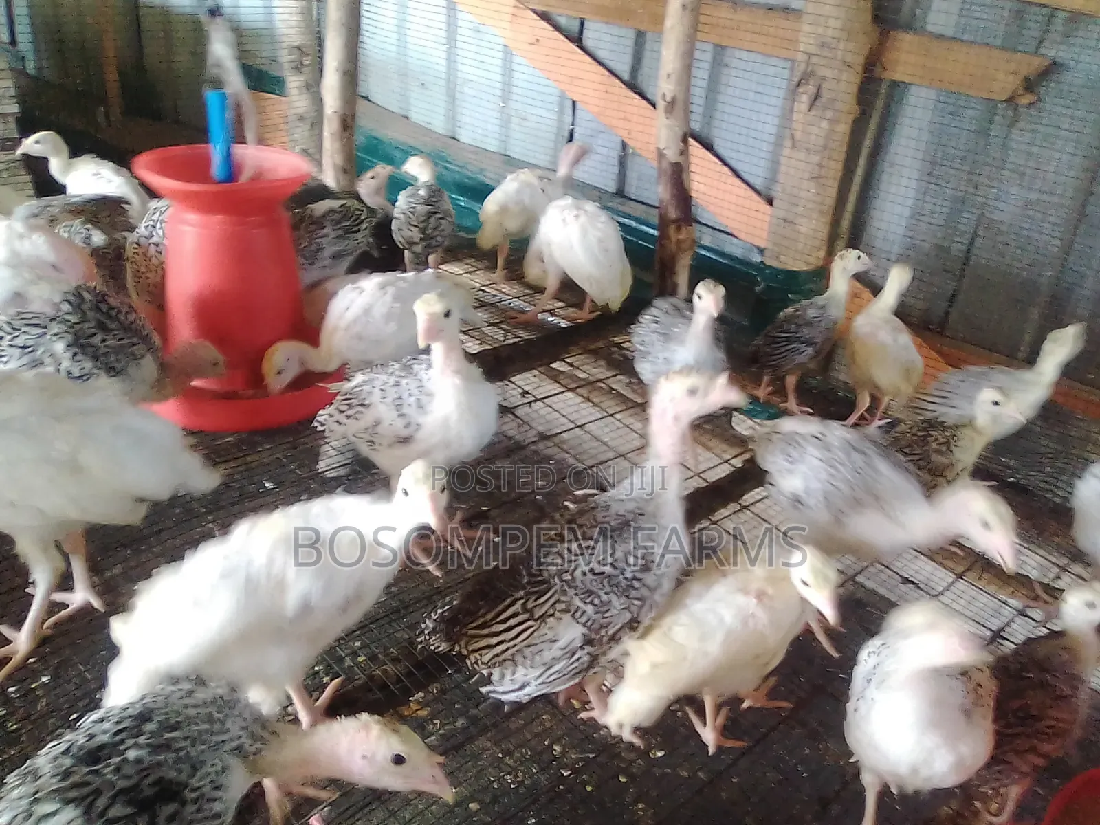 Young Turkeys for Sale
