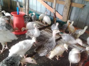 Young Turkeys for Sale