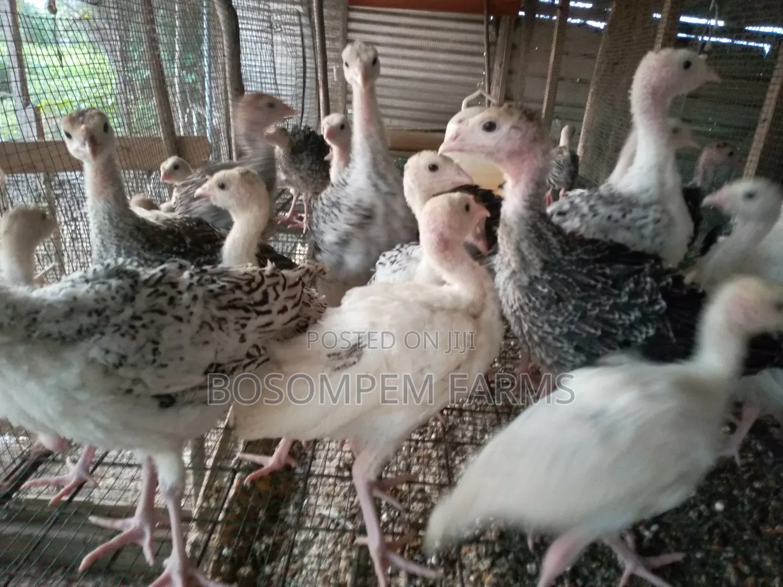 Young Turkeys for Sale