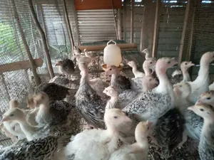 Young Turkeys for Sale