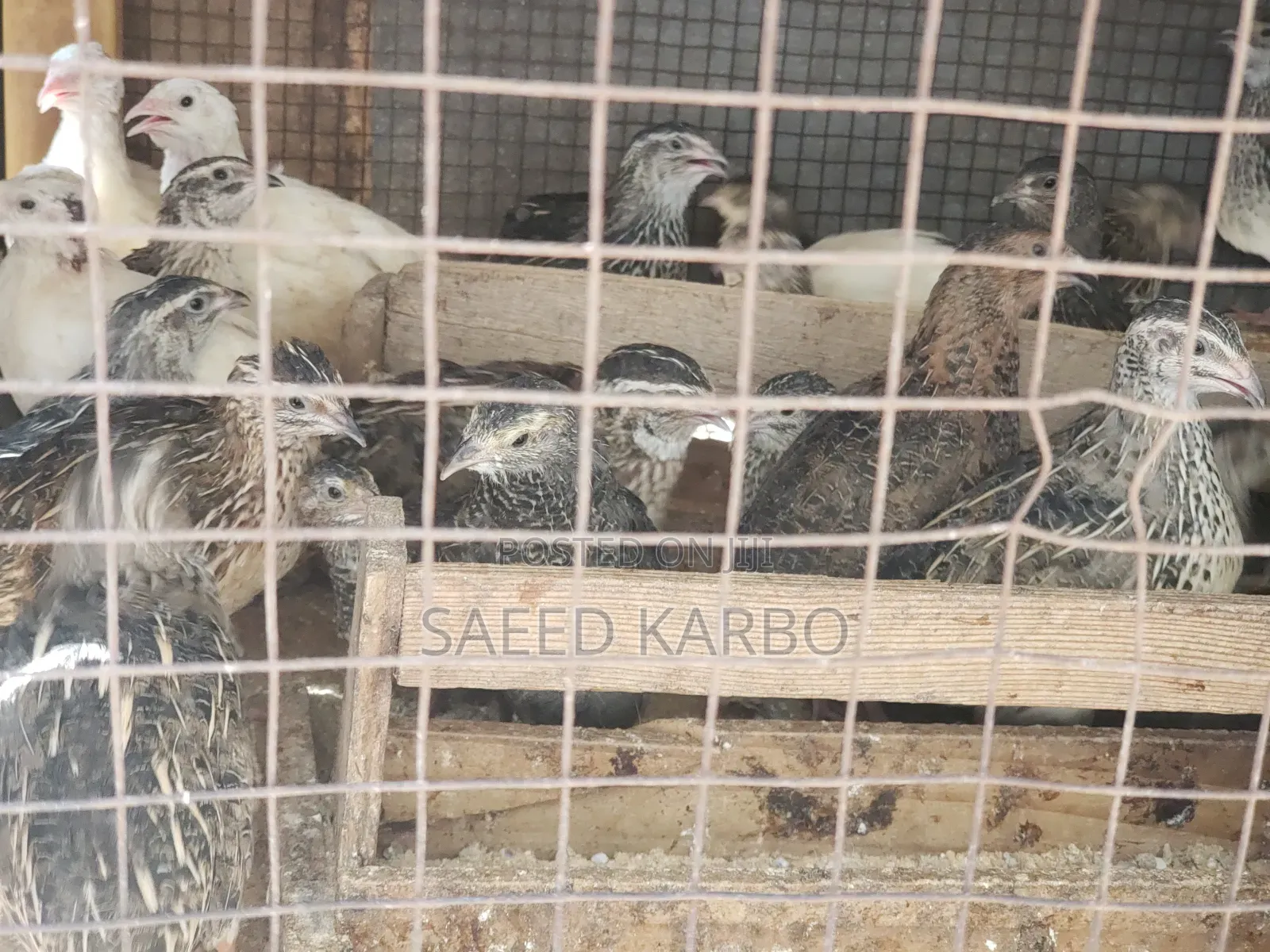 Quail Butchered and 4 Weeks Old Live Birds