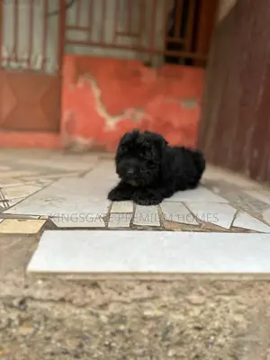 1-3 months Female Purebred Maltese