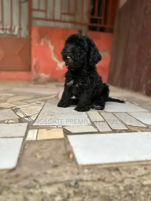 1-3 months Female Purebred Maltese