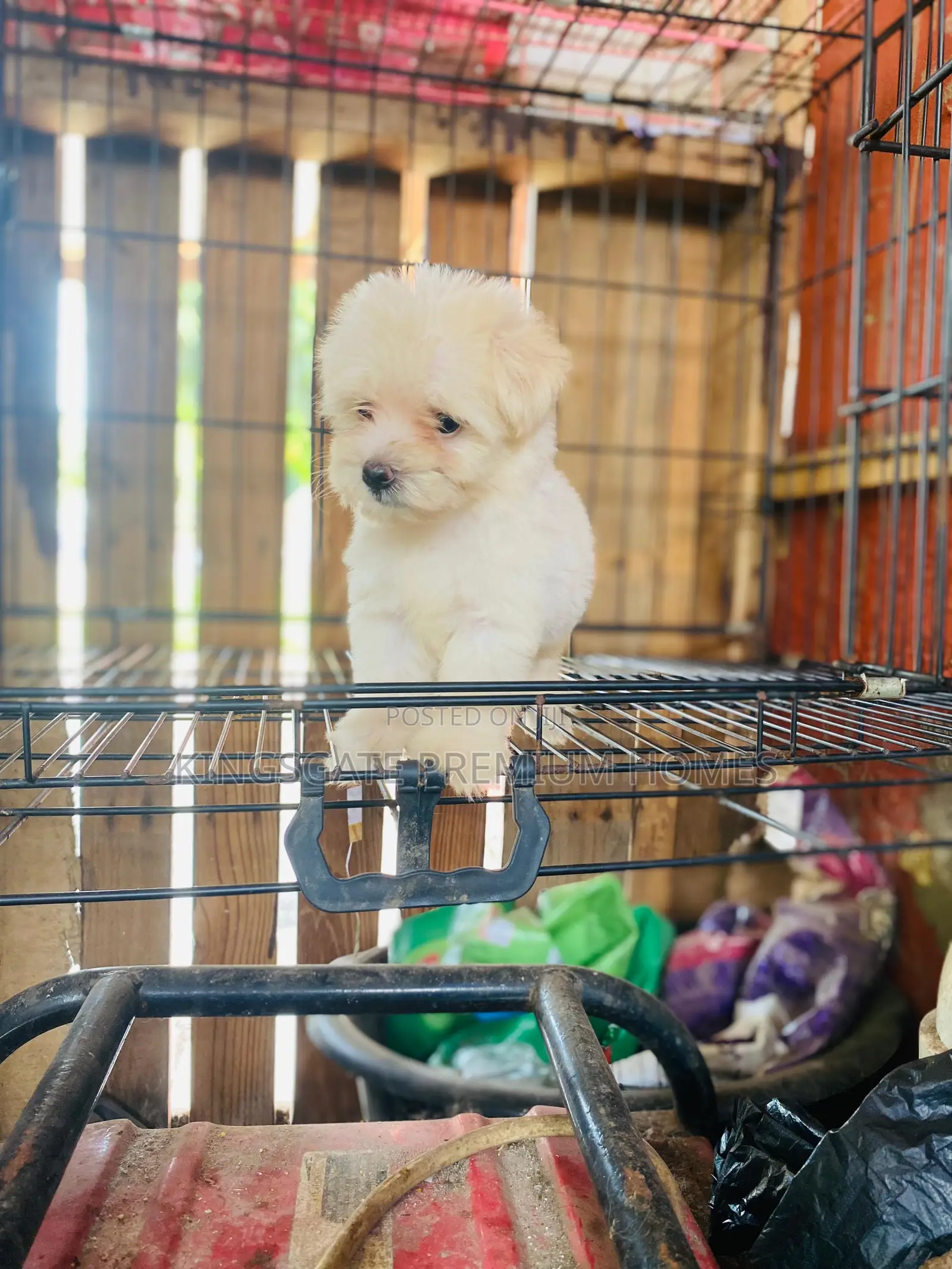 1-3 months Female Purebred Poodle