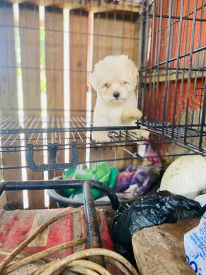 1-3 months Female Purebred Poodle