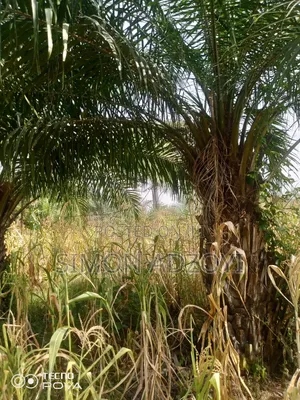 1000 Acres of Cocoa Land for Sale
