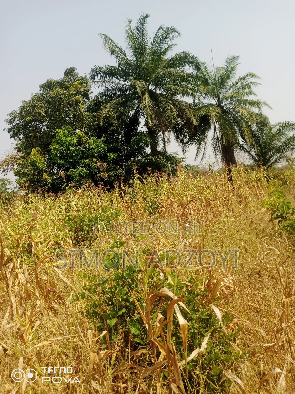 1000 Acres of Cocoa Land for Sale